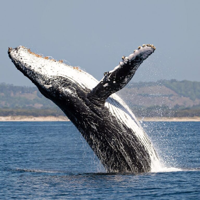 avistamiento-de-ballenas-2025