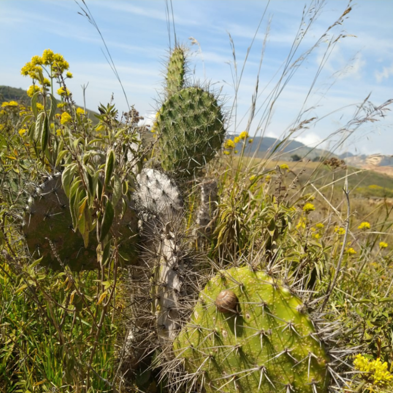 Desierto-Sabrinsky-7