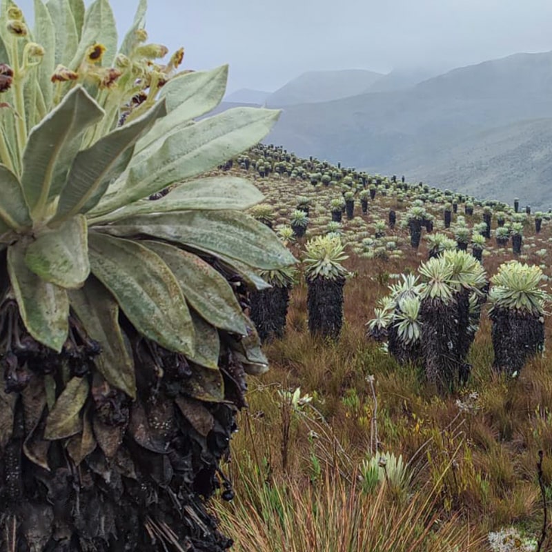tour-al-paramo-de-oceta-producto-800x800
