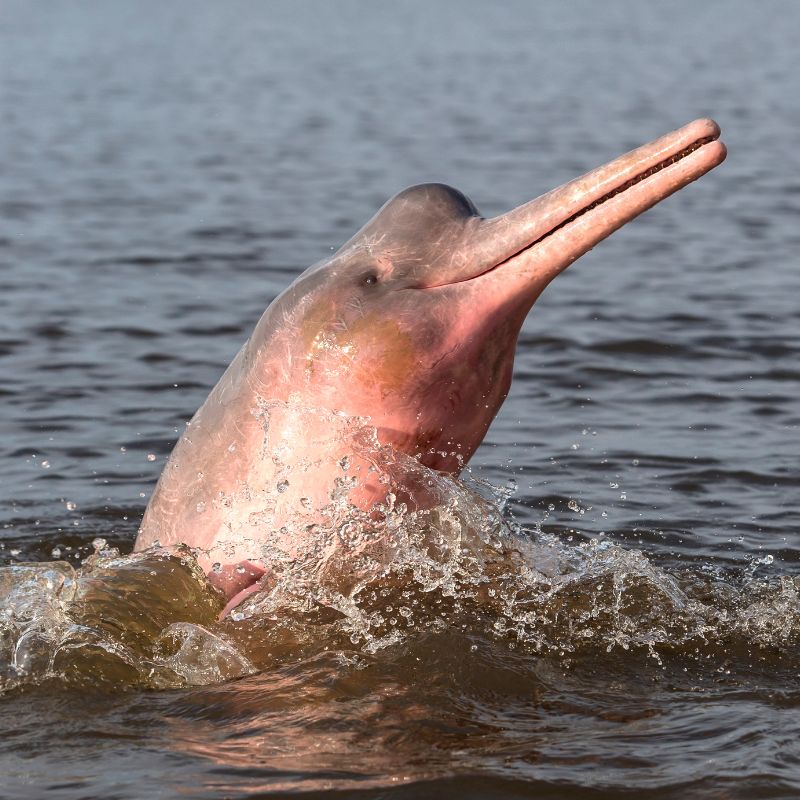 tour-aventura-en-el-Guaviare-producto-800x800