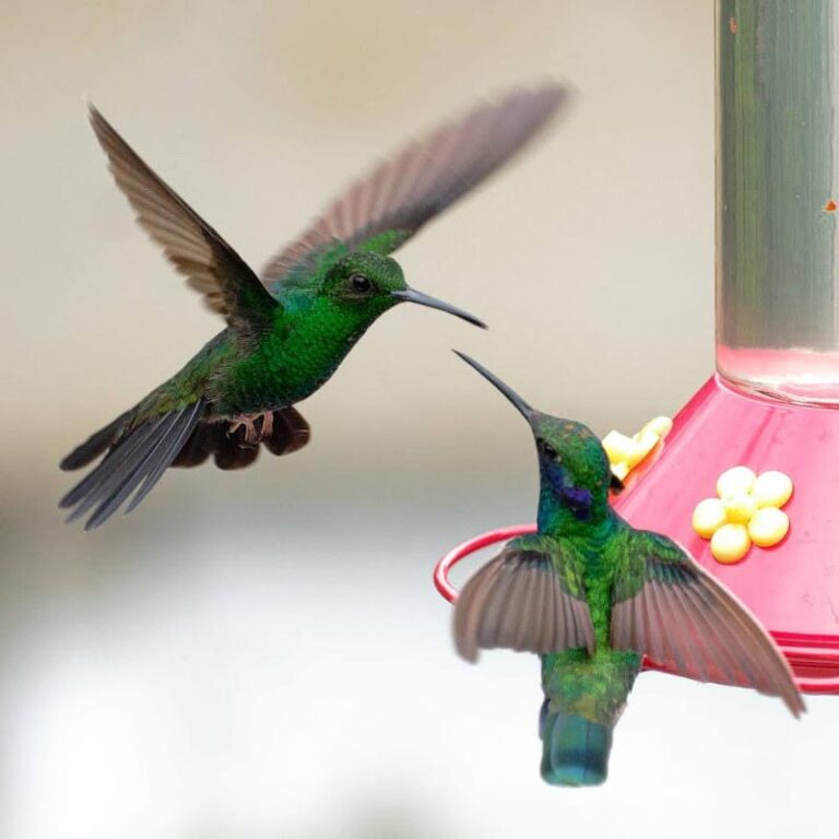 jardin-encantado-y-laguna-el-tabacal-12