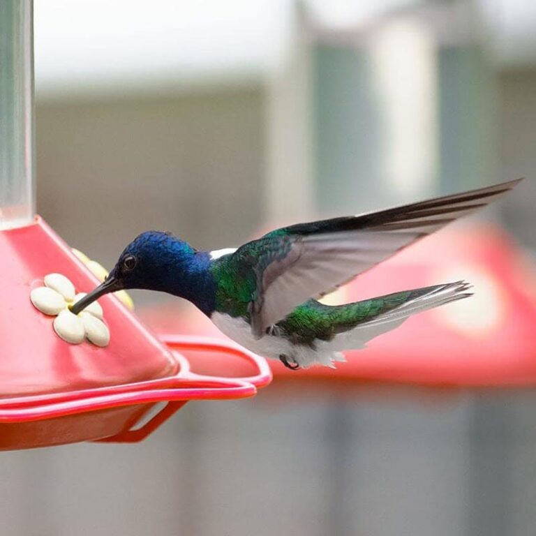 jardin-encantado-y-laguna-el-tabacal-13