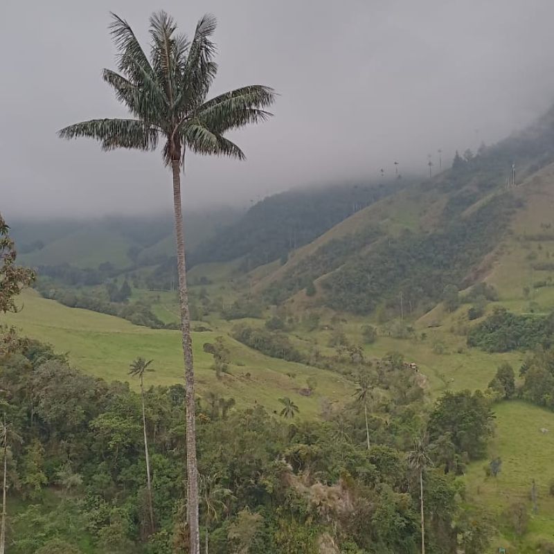 COCORA (3)
