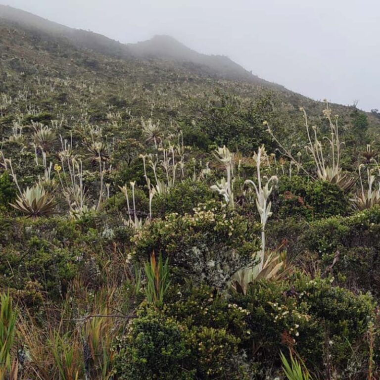 caminata-al-cerro-pan-de-azucar-2