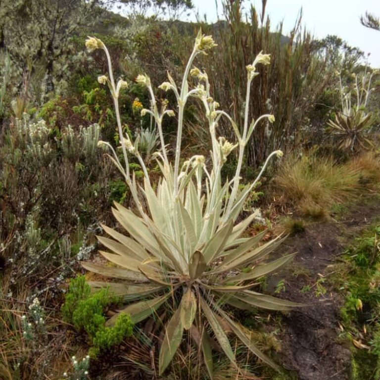 caminata-al-cerro-pan-de-azucar-3