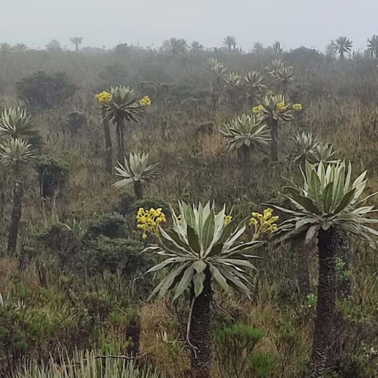 caminata-al-cerro-pan-de-azucar-4