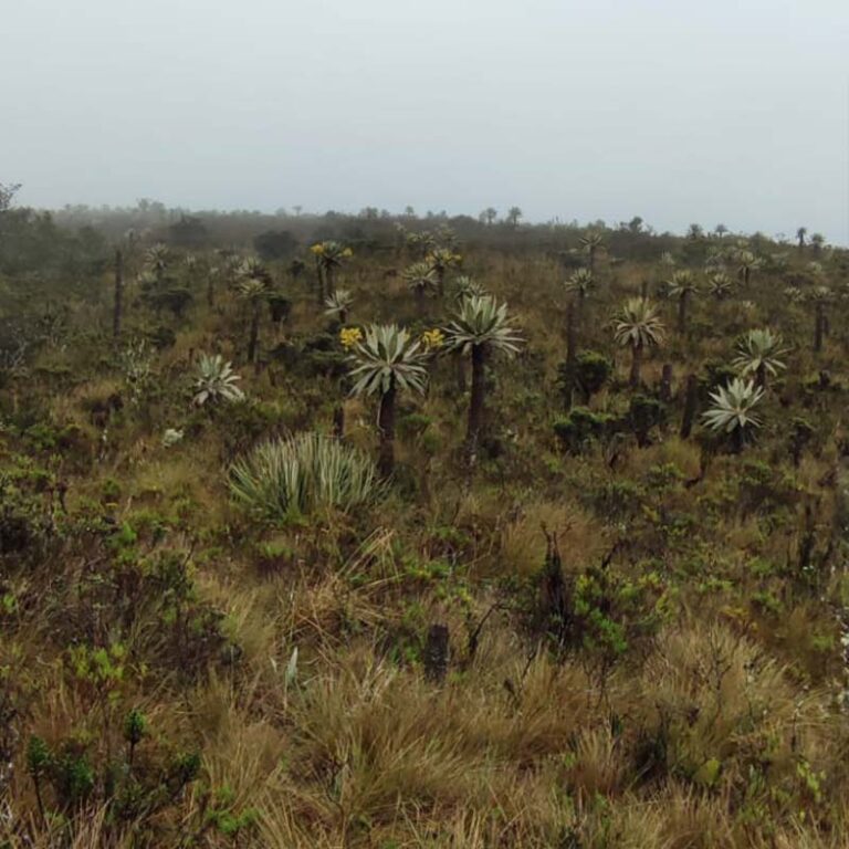 caminata-al-cerro-pan-de-azucar-5