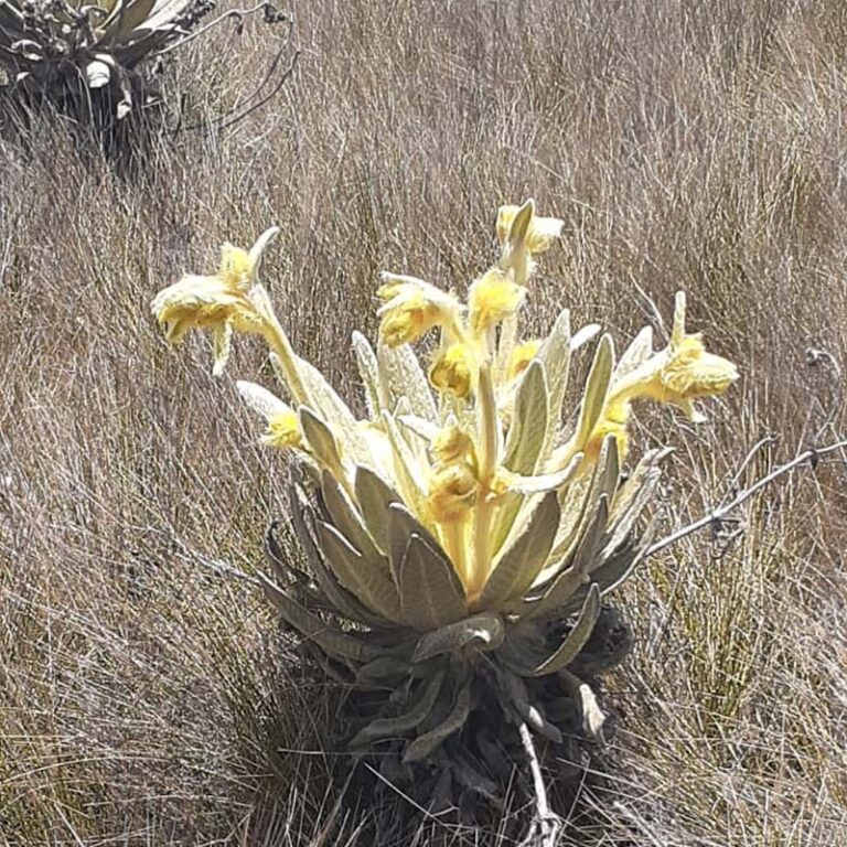 trekking-a-la-laguna-verde-15