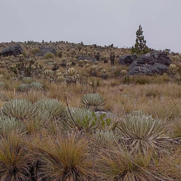 trekking-a-la-laguna-verde-7