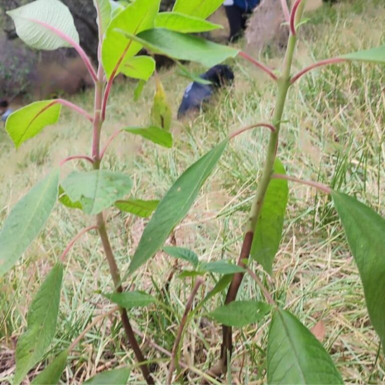 sembraton-de-arboles