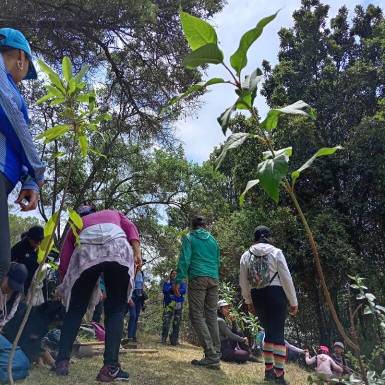 sembraton-de-arboles