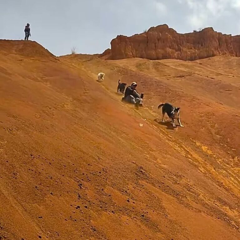caminata-con-mascotas