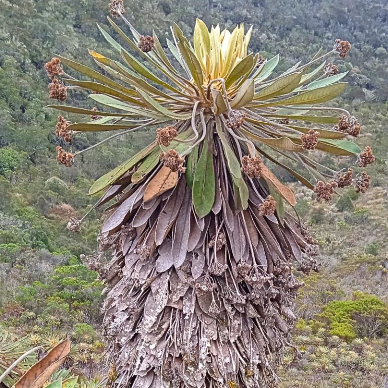 páramo-de-guachenque--