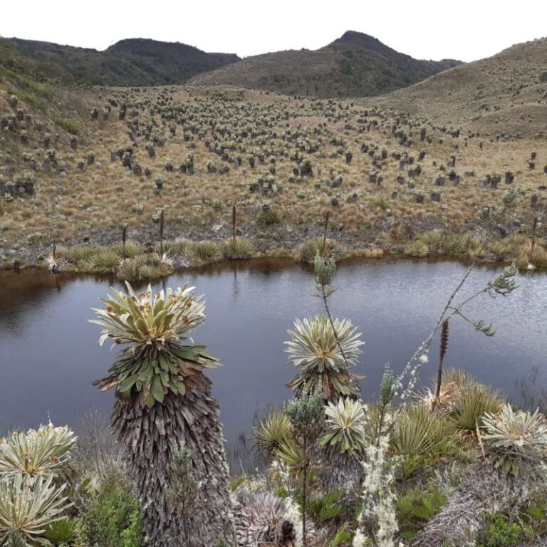 páramo-de-guacheneque-45