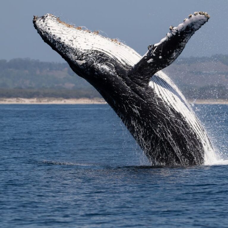 avistamiento-de-ballenas-2025