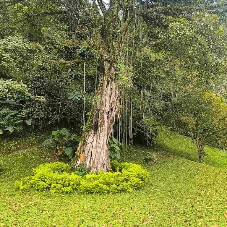 CASCADAS-EL-CHUPAL-9