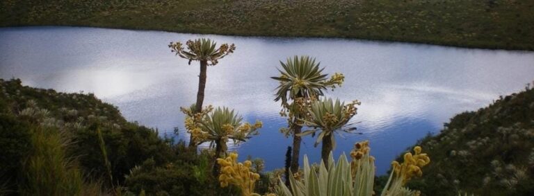 caminata-paramo-chingaza-8